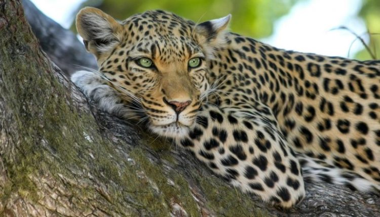 Leopard Attack in Uttar Pradesh: 10-Year-Old Girl Mauled to Death by Big Cat While Playing Outside Her House in Pilibhit