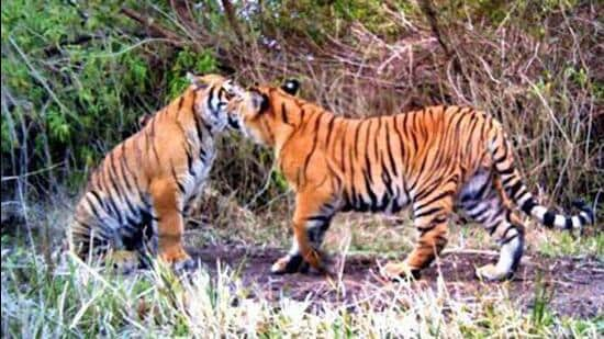 According to Karnataka Forest Department, the number of tigers in the state has increased to 435 in 2022. (HT Archive)