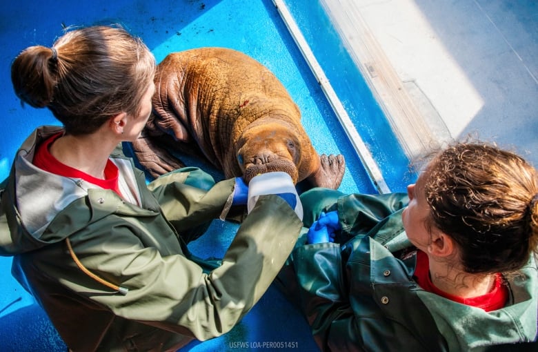 Two people feed a walrus.