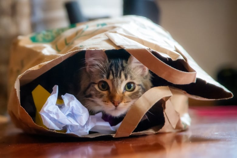 A small cat peers through the opening of a brown paper bag.