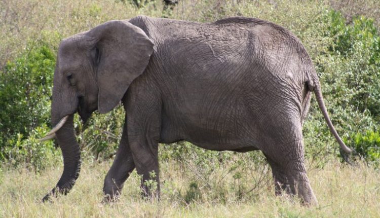 Elephant Attack in Tamil Nadu: Two Teenagers Sustain Injuries As Jumbo Enters Field in Erode