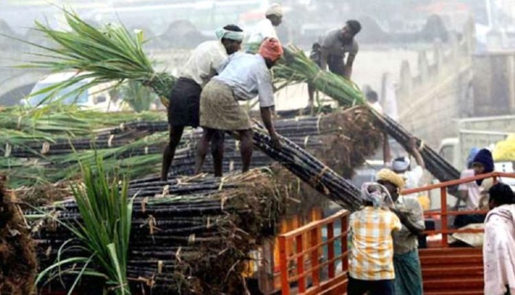 Lack of Rain May Bring Down Sugar Production in Maharashtra, Karnataka, Says Official; Export Ban May Be Possibility