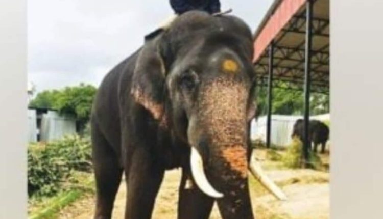 Karnataka: Minister leads elephant procession for Mysore Dasara preparations | Bengaluru