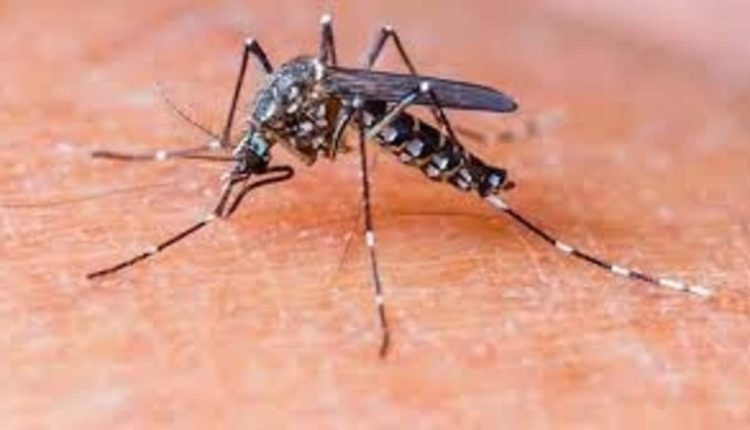 Bengaluru reports more than 3,200 dengue cases in two months | Bengaluru