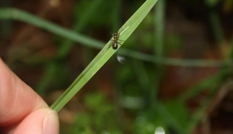 What is the 'zombie ant' parasite? Find out how ants lose control