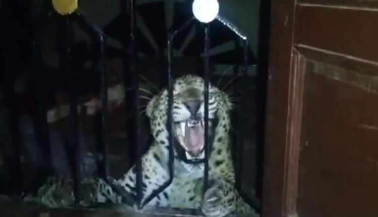 Panic in Udaipur after leopard enters house, caught by forest officials