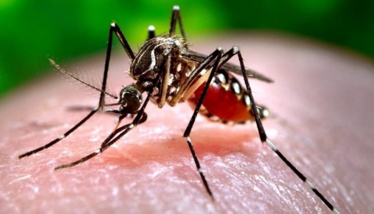 Dengue Outbreak in Karnataka: Over 7,000 Dengue Cases Reported in State, CM Siddaramaiah Instructs Officials To Take Precautionary Measures