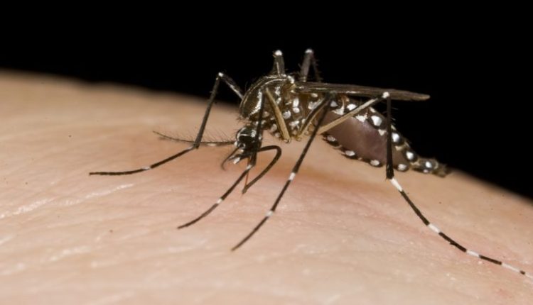 Dengue in Delhi: MCD Finds Mosquito Larvae at 2.40 Lakh Places; Issues Notices to 1.29 Lakh Houses