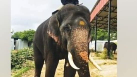 Mysuru Dasara (Dussehra) is the official state festival of Karnataka and is celebrated for 10 days. (Representative image)(Twitter/Just Kannada)