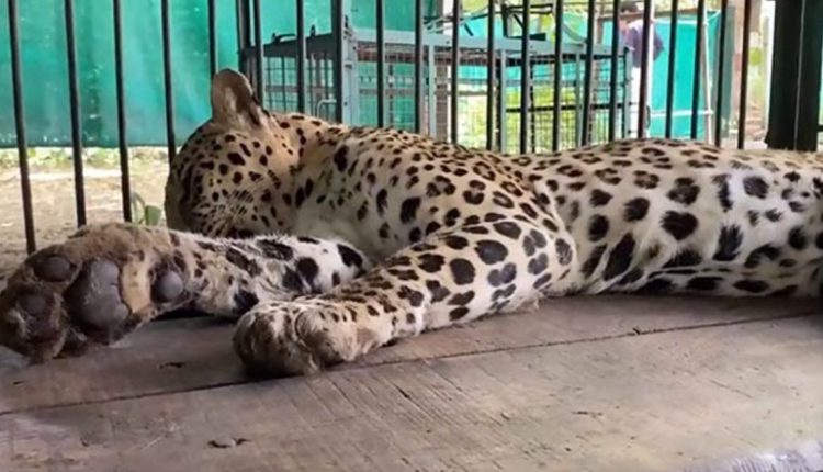 Madhya Pradesh: Leopard With Whom Villagers in Dewas Playing, Taking Selfies Dies in Indore Zoo During Treatment