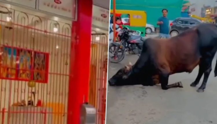 Nandi Bows Down Before Lord Shiva Outside Temple, Video Goes Viral