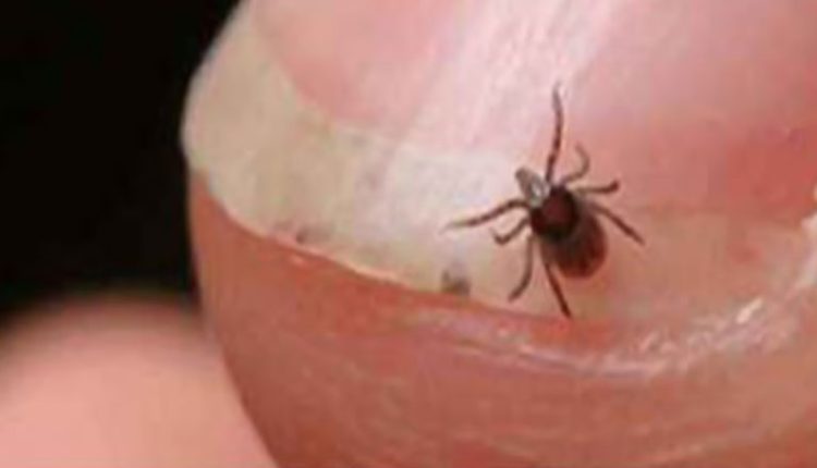 Odisha Government on Alert Mode Due to Seasonal Upsurge of Scrub Typhus and Leptospirosis, Five Die of Bacterial Disease