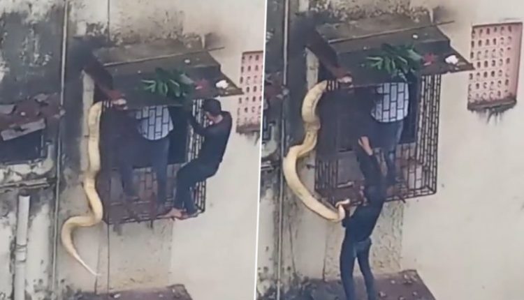 Python Found in Thane? Viral Video Shows Two Men Rescuing Giant Snake Crawling Flat Window