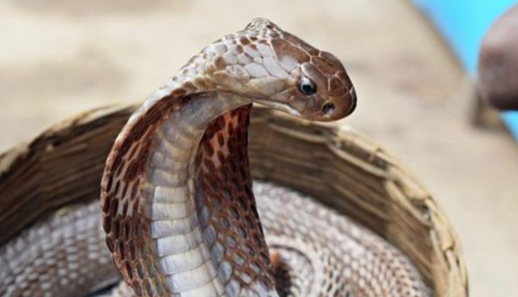 Snake Found in UPPCL Office: Panic Among Employees as Reptile Spotted Around Files at Shakti Bhawan in Lucknow