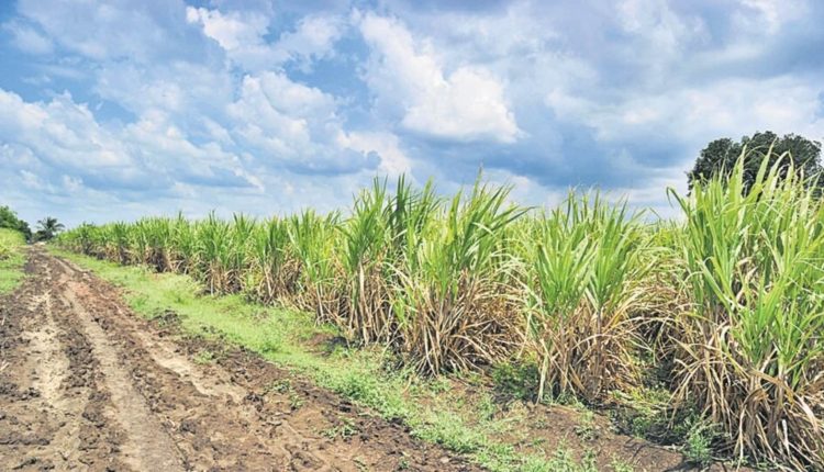 Karnataka pegs 42% decline in sugar output at 34.51 lakh tonne for 2023-24 | Bengaluru