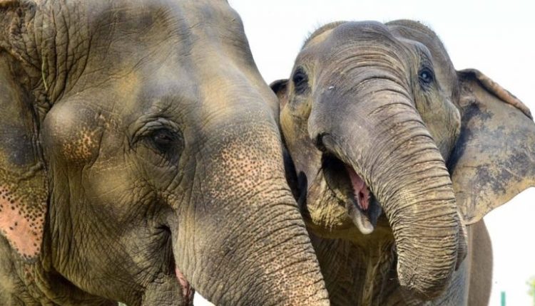 Elephant Attack in Assam: Woman Killed After Attacked by Wild Elephant in Goalpara District
