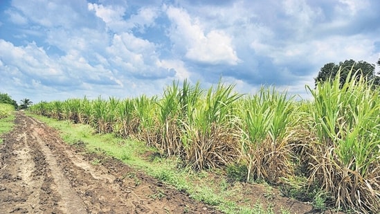 Sugarcane production in Karnataka is estimated to be lower at 520 lakh tonne in 2023-24, compared with 705 lakh tonne in the previous season. (Photo by Vidya Subramanian/ Hindustan Times)