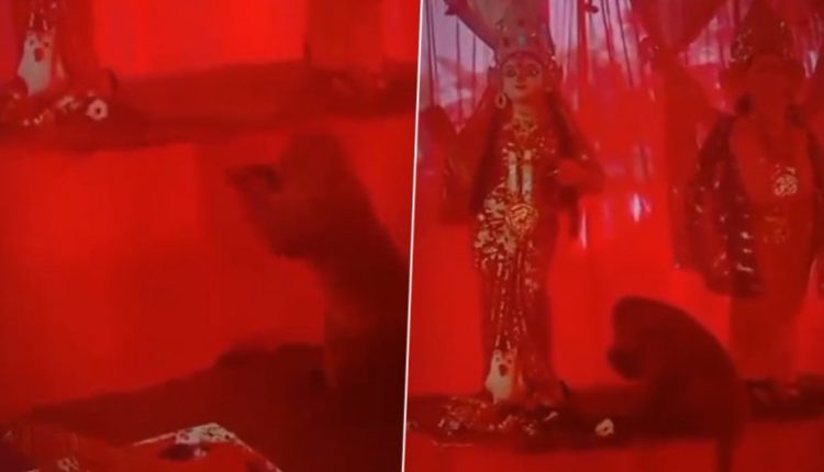 Uttar Pradesh: Monkey Bows Down to Goddess Durga Before Taking Prasad in Kushinagar, Video Goes Viral