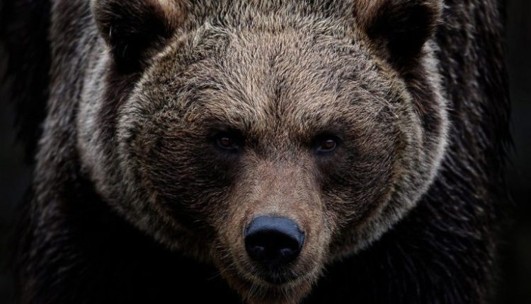 Bear Attack in Visakhapatnam: Employee of Indira Gandhi Zoological Park Dies After Being Attacked by Bear