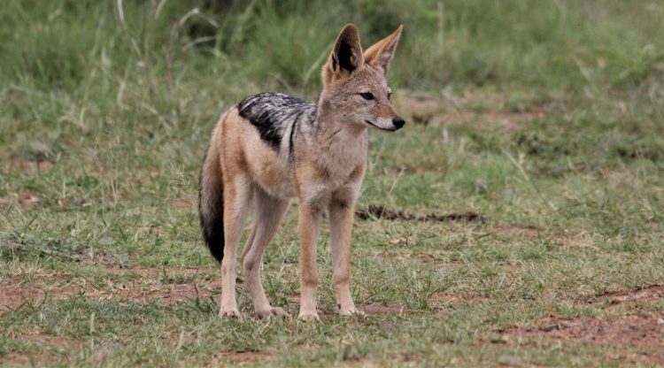 Uttar Pradesh: 50-Year-Old Woman Dies of Rabies Infection After Being Attacked by Jackal in Bareilly