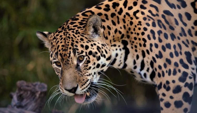 Tiger Skin Smuggling in Thane: Two Arrested for Allegedly Selling Tiger Skin Worth Over Rs 40 Lakh at Kalyan-Shilphata Road