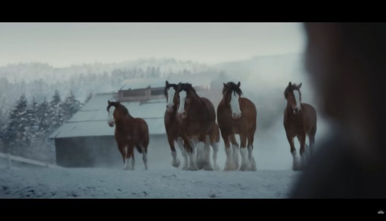 Super Bowl 58, 2024: The Budweiser Clydesdales are back in new commercial | Football News