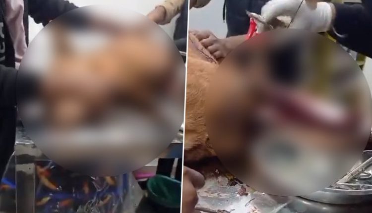 Animal Cruelty in Ghaziabad: Dog Stabbed by Unidentified Assailants, Survives After Surgery; Distressing Video Surfaces