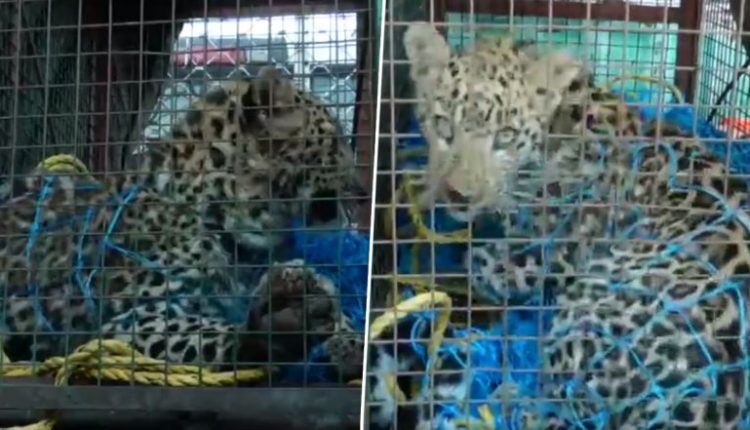 Leopard Rescued in Jammu and Kashmir: Wildlife Department Rescues Big Cat From Village in Udhampur District (Watch Video)