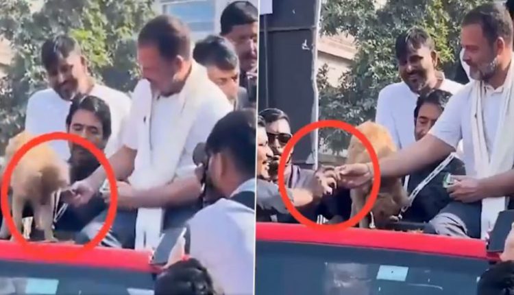 Rahul Gandhi Allegedly Gives Biscuit From Pet Dog’s Plate to Congress Worker During ‘Bharat Jodo Nyay Yatra’, Assam CM Himanta Biswa Sarma Reacts to Viral Video