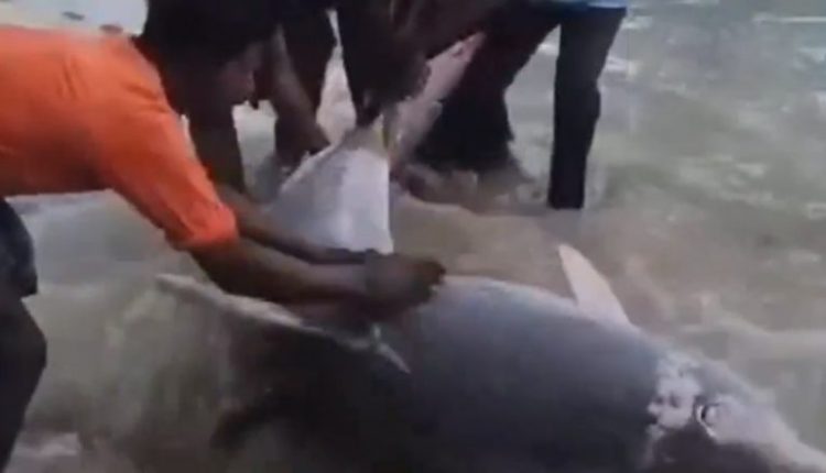Tamil Nadu: Valinokkam Fisherman Releases Dolphin Caught in Net into Sea in Ramanathapuram (Watch Video)