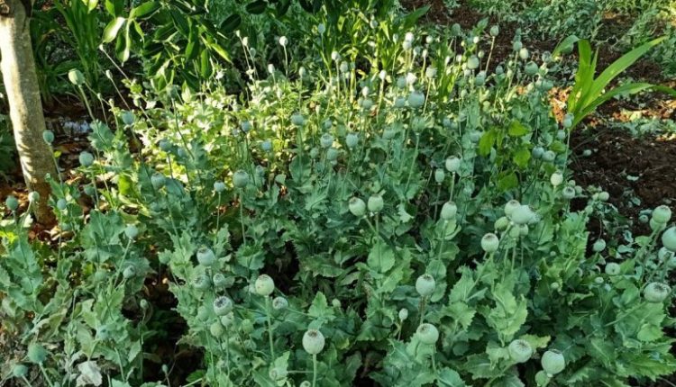 Haryana: Man From Punjab Booked for Trying To Send 500 Grams of Opium to New Zealand via Courier in Gurugram