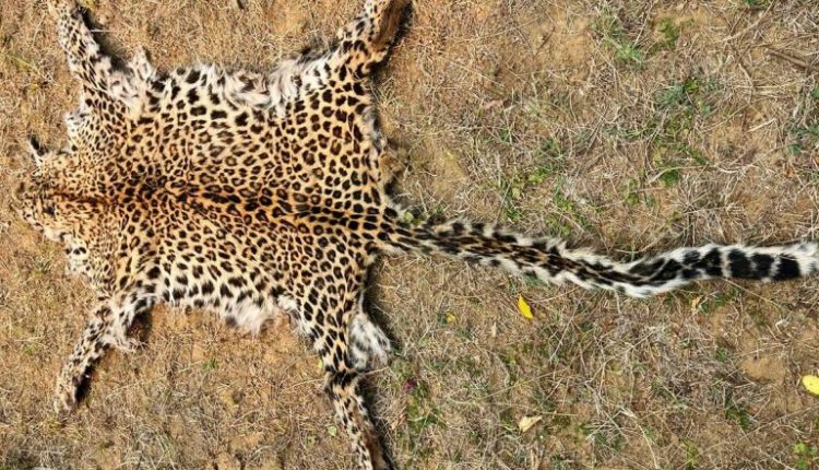 Odisha: Two Held for Smuggling Animal Products in Kalahandi District, STF Seizes Leopard Skin