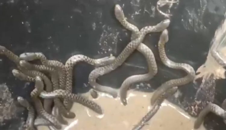 Snakes at Assam Home: At Least 35 Snakes Crawl Out of Bathroom of House in Nagaon (Watch Video)