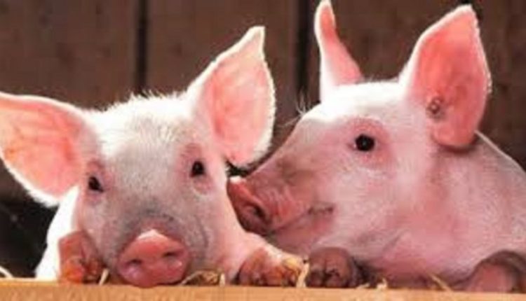 African Swine Fever in Mizoram: ASF Outbreak Unabated in State, Over 28,350 Pigs Killed or Culled