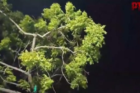 Cyclone Fengal Update: Cyclonic Storm Makes Landfall Near Puducherry, Says IMD (Watch Video)