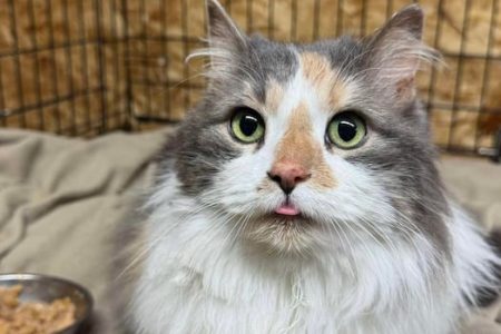 ‘Car wash cat’ reunited with Alberta family after 7 years away