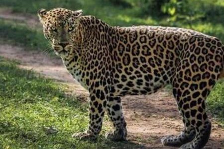 MP govt asks Mandaur DFO to explain death of 3 leopards after translocation