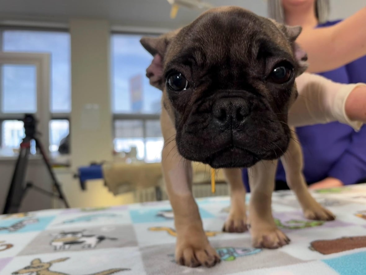 A French bulldog pup, looking shy.