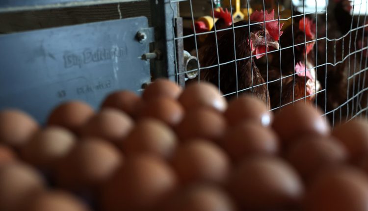 Egg prices are rapidly falling so far in March