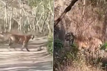 Jungle Fights: Pack of Dholes Take on Tiger in Forest, Chase it Away; Video Goes Viral