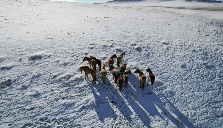 On the Mongolian steppe, climate change pushes herders to the brink