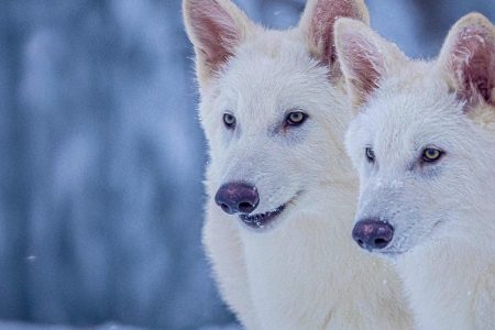 Colossal Biosciences responds to Indian man’s question on the ‘de-extinction’ of dire wolf species | Trending