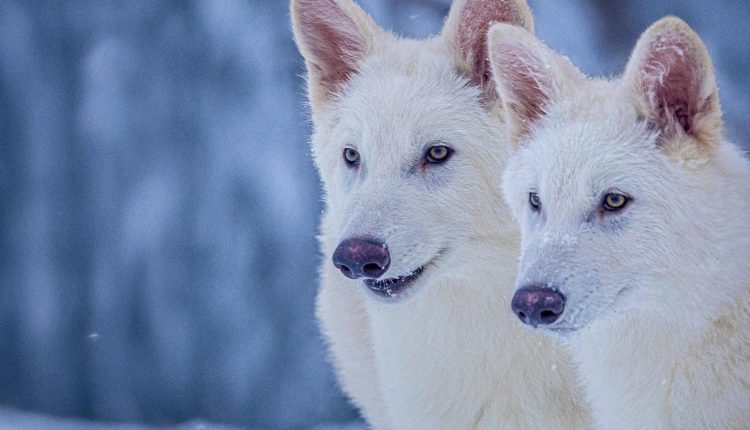 Colossal Biosciences responds to Indian man's question on the ‘de-extinction’ of dire wolf species | Trending