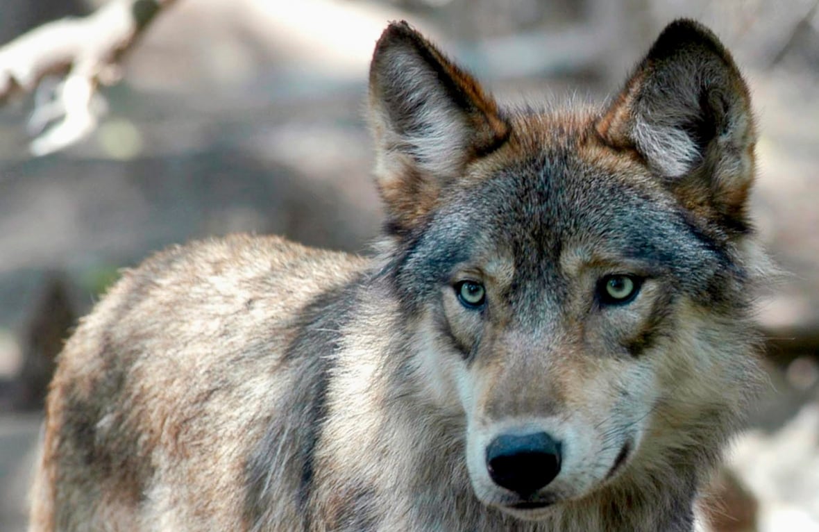 A gray wolf is seen in captivity.