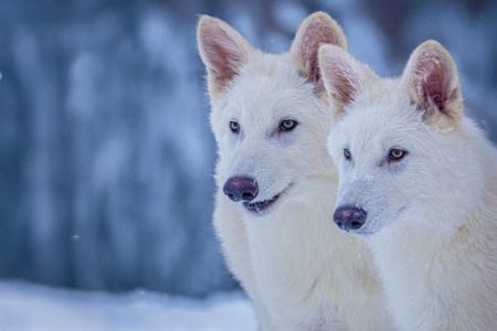 A biotech company has, sort of, revived the long-extinct dire wolf