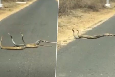 Snake Dance Caught on Camera in Pune: 3 Serpents Seen Performing Traditional and Rare ‘Sarpmani’, Video Goes Viral