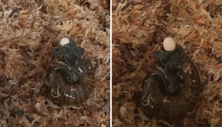 Rare moment caught on camera: Snail lays eggs through its neck in viral video | Trending