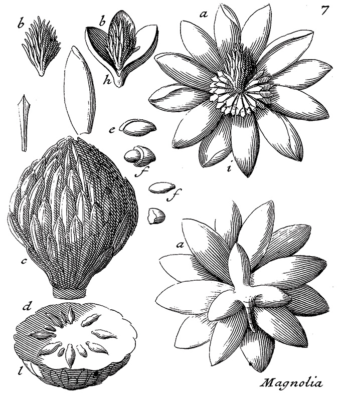 A black and white print showing an example of French monk and botanist Charles Plumier's 18th century drawings of various parts of a Magnolia.