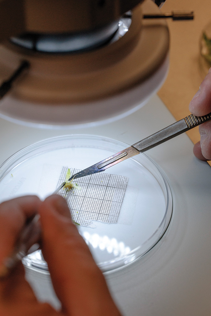 Close up of a Petri dish as a scientist uses a scalpel and tweezers to carefully isolate a plant shoot tip.
