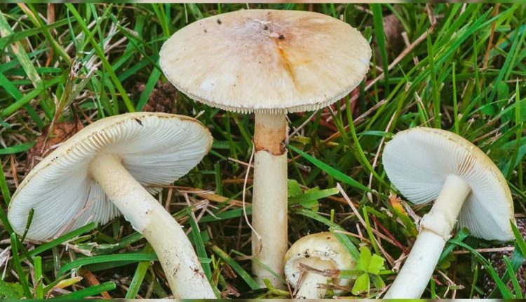 Do Mushrooms Talk? Scientists Say The Fungi Know 50 Words